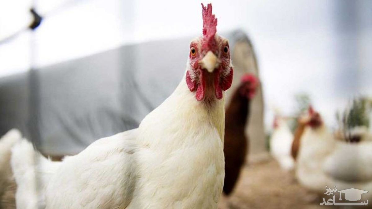 مرغ گران نمی شود، کیلویی 75 هزار تومان!