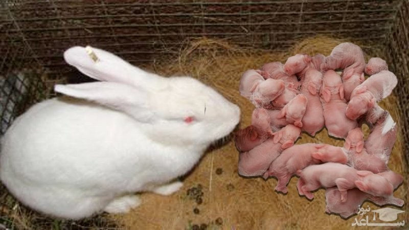 نکاتی درباره بارداری و زایمان خرگوش