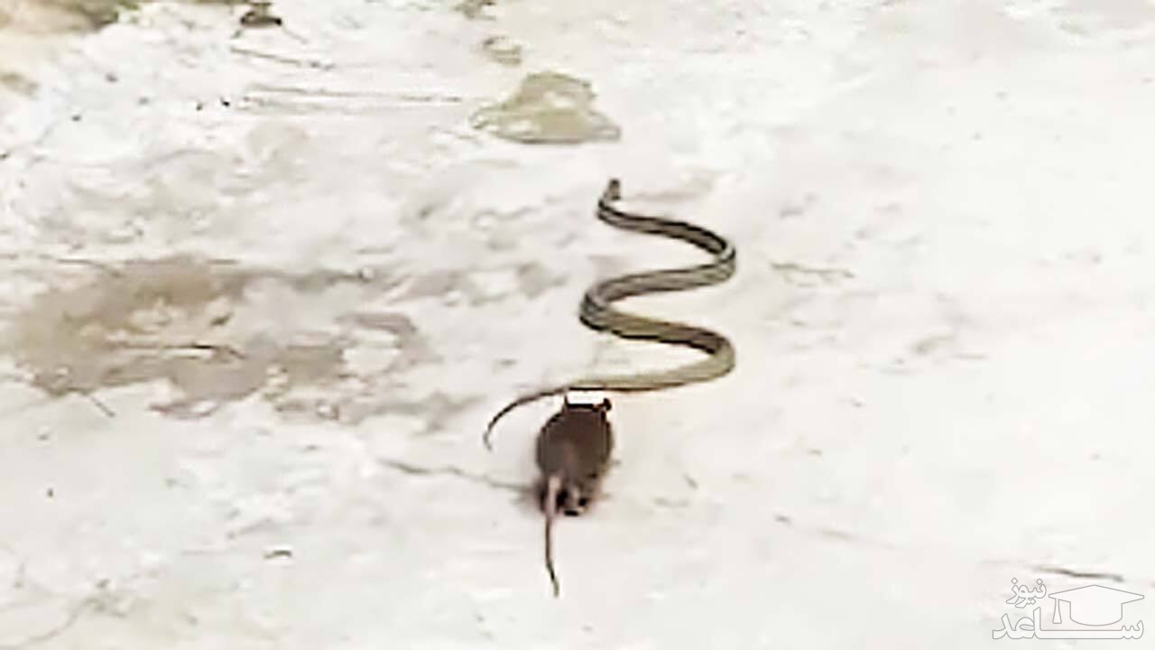 (فیلم) بازی موش با دم مار