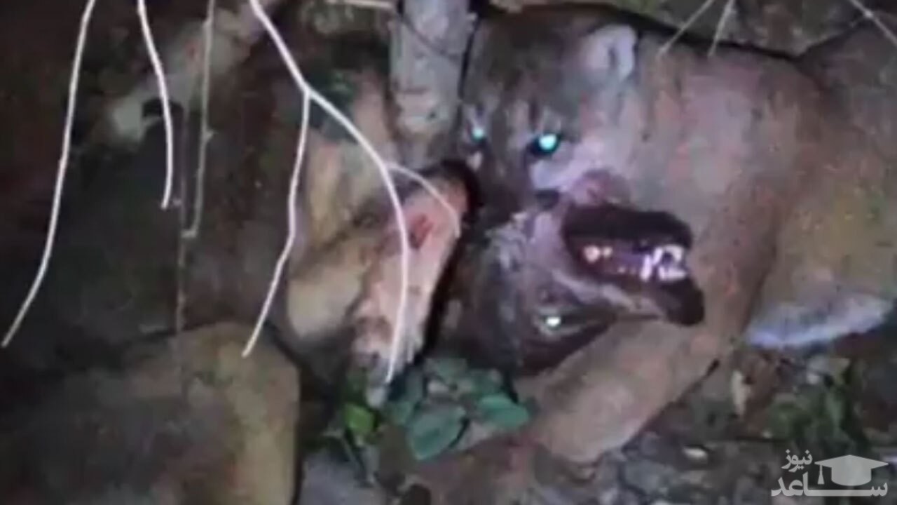 (فیلم) خفه شدن گرگ توسط شیر کوهی