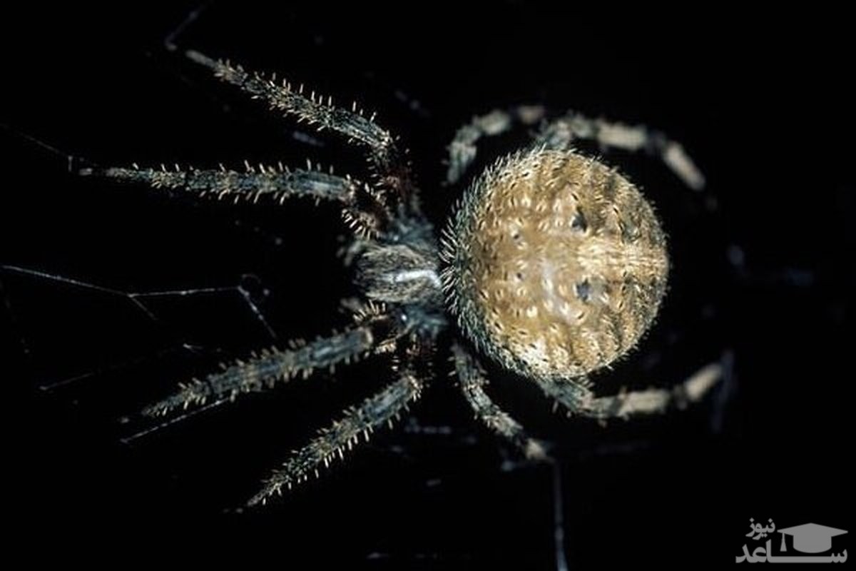 لانه عنکبوتی به بزرگی انسان تنیده شد