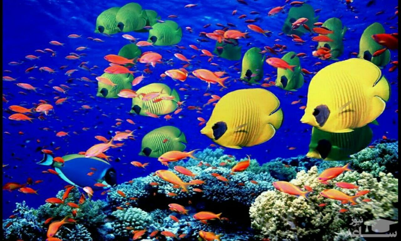 ماهی عجیبی که دندان‌هایش شبیه به انسان است