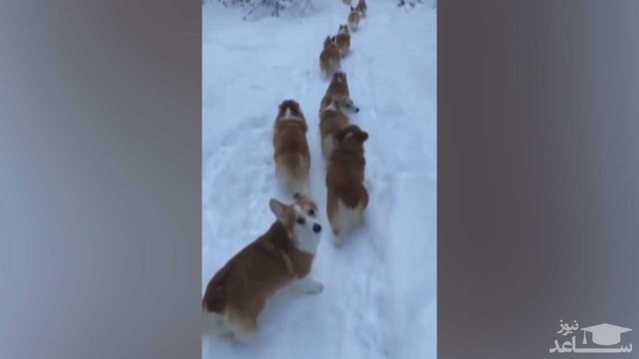 (فیلم) سگ‌هایی که هوای صاحبشان را دارند 