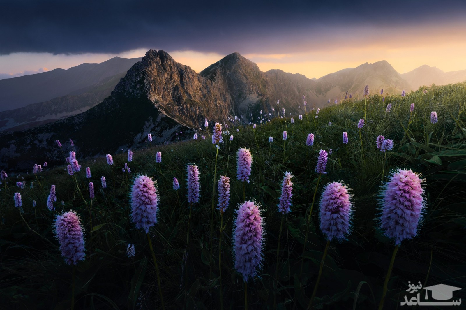 فیلمی جذاب از صفر تا صد تکثیر نسل در دل طبیعت