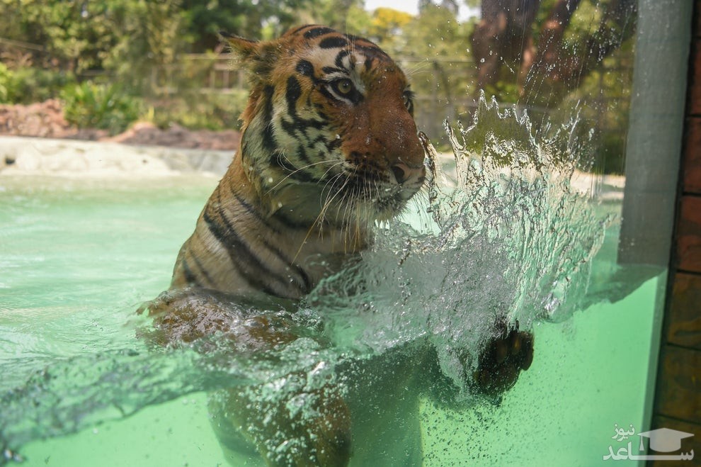 ببر باغ وحش بمبئی هند/ خبرگزاری فرانسه