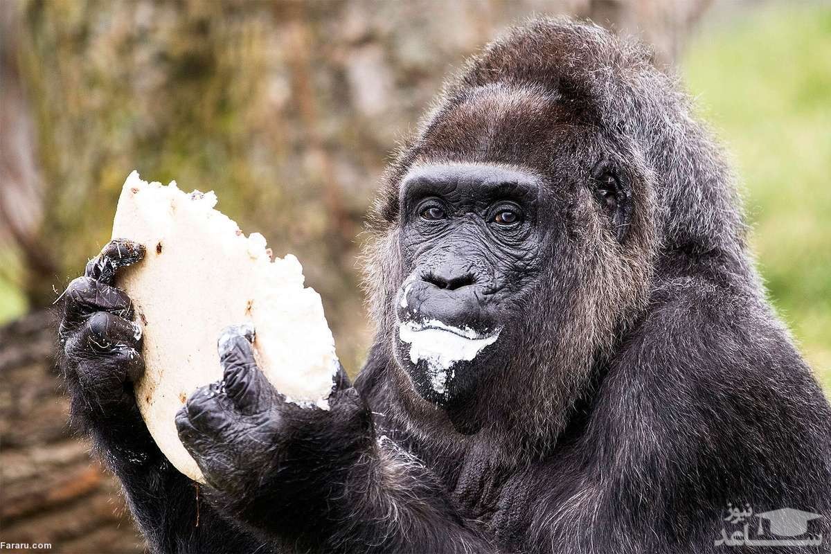(فیلم) مراسم جشن تولد پیرترین گوریل جهان
