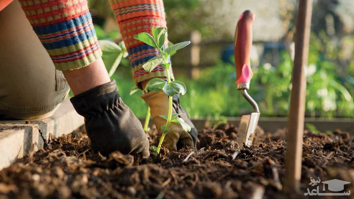 چگونه باغچه خود را برای کاشت پاییزی آماده کنیم؟