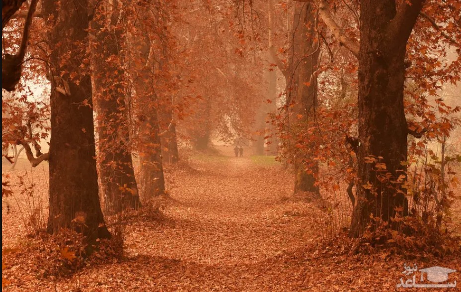 طبیعت پاییزی و درختان چنار بوستانی در سرینگر کشمیر/ خبرگزاری آناتولی
