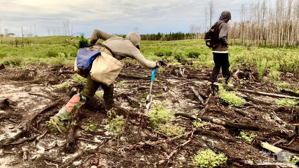 رکورد عجیب گینس؛ جوان ۲۳ ساله ۲۳۰۶۰ درخت در ۲۴ ساعت کاشت +فیلم