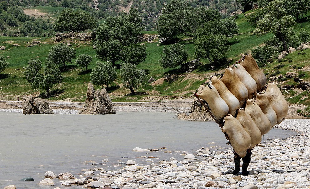 (عکس) عبور از رودخانه با پوست گوسفند!