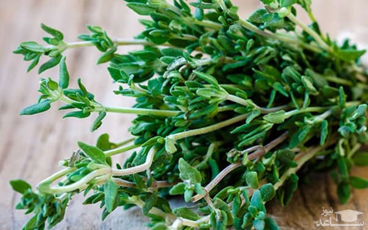 فواید و مضرات آویشن