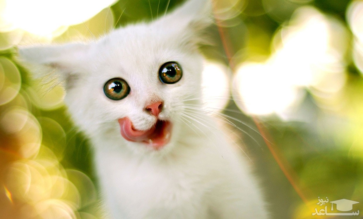 خطر خیره شدن به چشمان گربه ها !