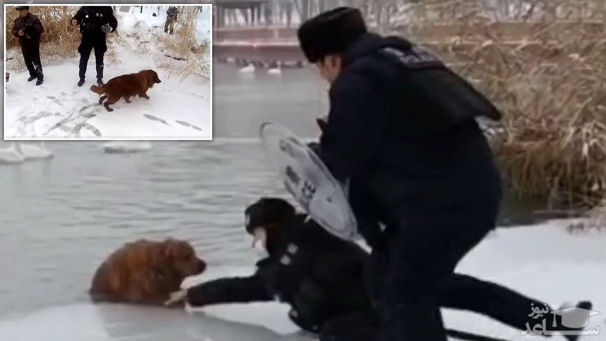 (فیلم) نجات سگ در حال یخ زدن توسط پلیس