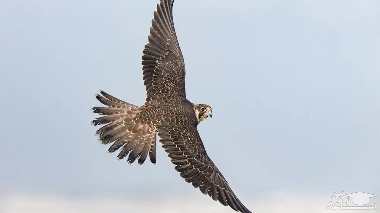 (فیلم) شکار یک دوربین توسط پرنده 