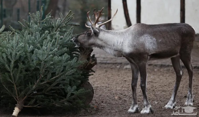 حیوانات باغ وحش برلین از درخت های کریسمس به عنوان خوراک استفاده می کنند./ خبرگزاری فرانسه