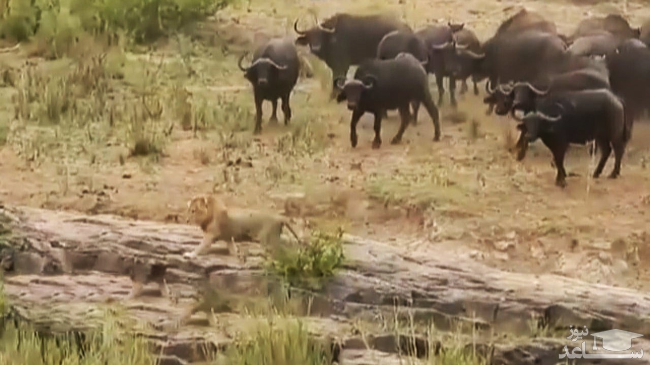 (فیلم) فرار کردن شیرها پس از اتحاد بوفالوها