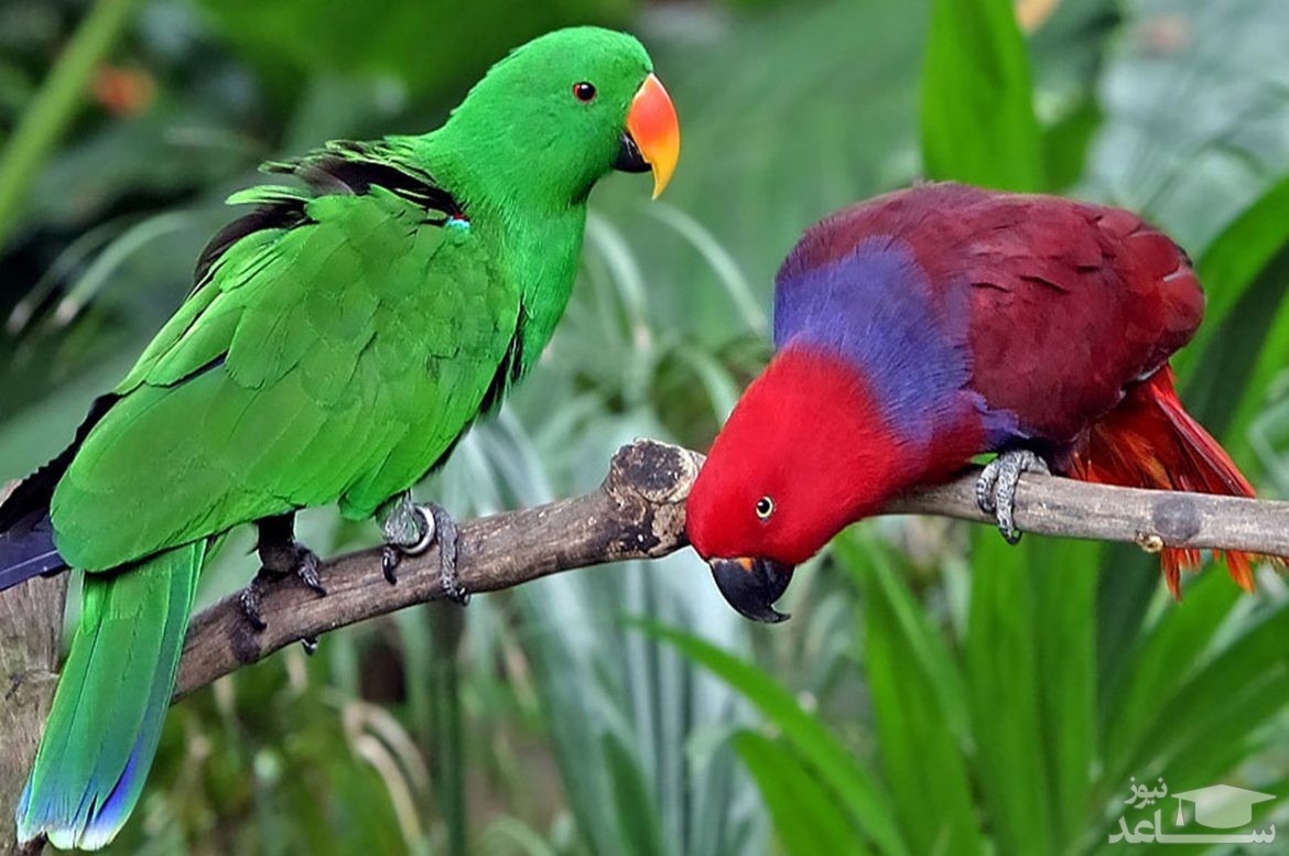 (عکس) تنها طوطی در حال انقراض جهان که نمی تواند پرواز کند