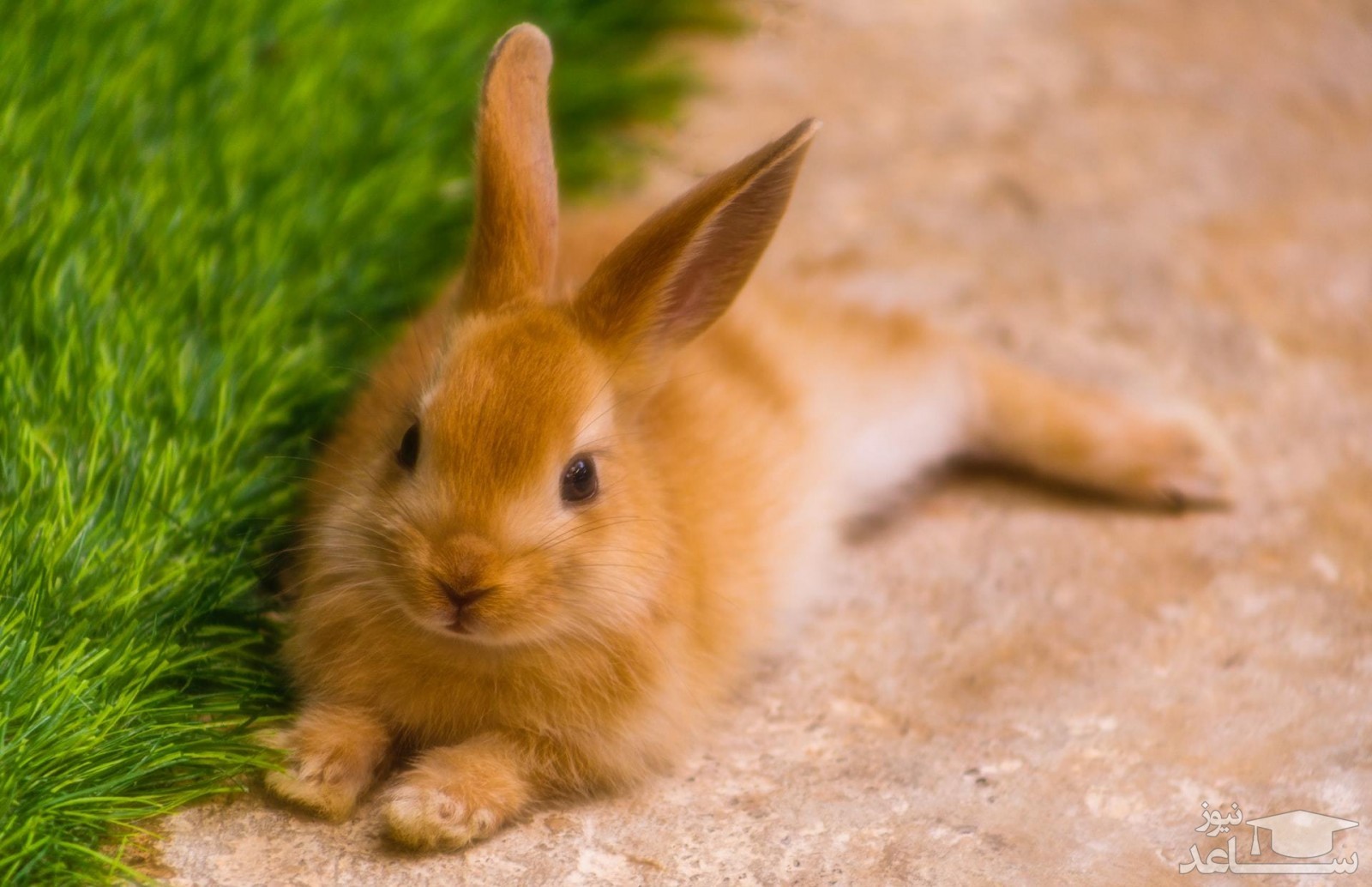 علل و علائم عفونت گوش در خرگوش ها و روش های درمان