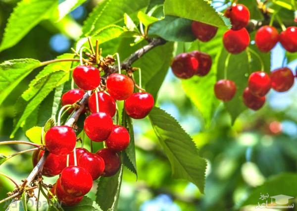 آشنایی باخاصیت درمانی زغال اخته