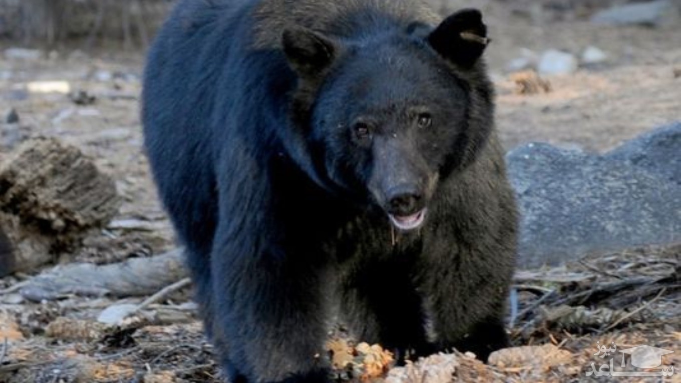 (فیلم) حمله‌ی خرس به خودرو برای نجات توله‌اش