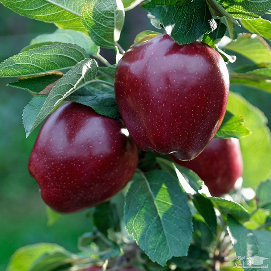 پوستر درخت سیب واین سپ