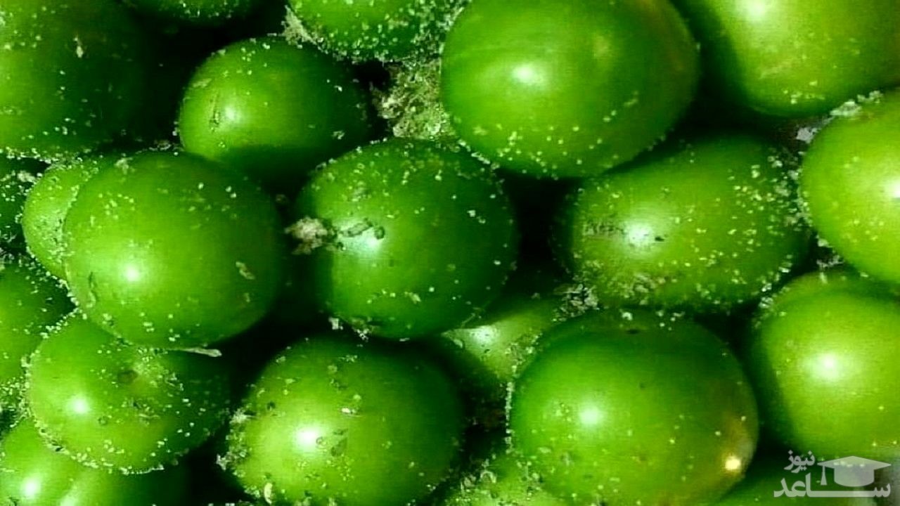 موثرترین نحوه ی پرورش و نگهداری از گوجه سبز سعدی