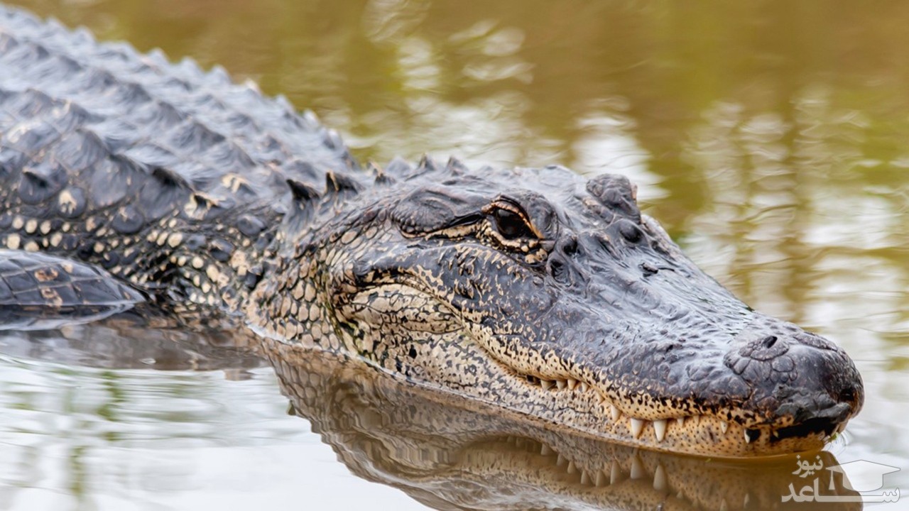 (فیلم) حمله تمساح به یک شناگر در دریاچه