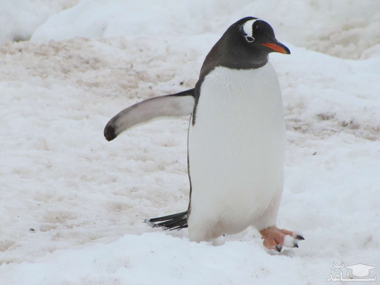 (فیلم) حرکت جالب بچه پنگوئن برای فرار از دست نهنگ قاتل