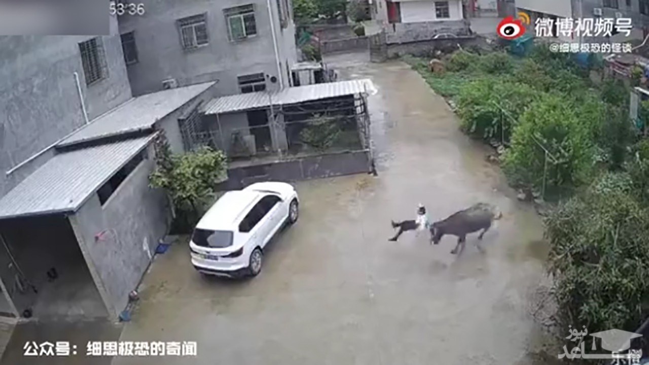 (فیلم) حمله بوفالوی عصبانی به یک پسربچه 