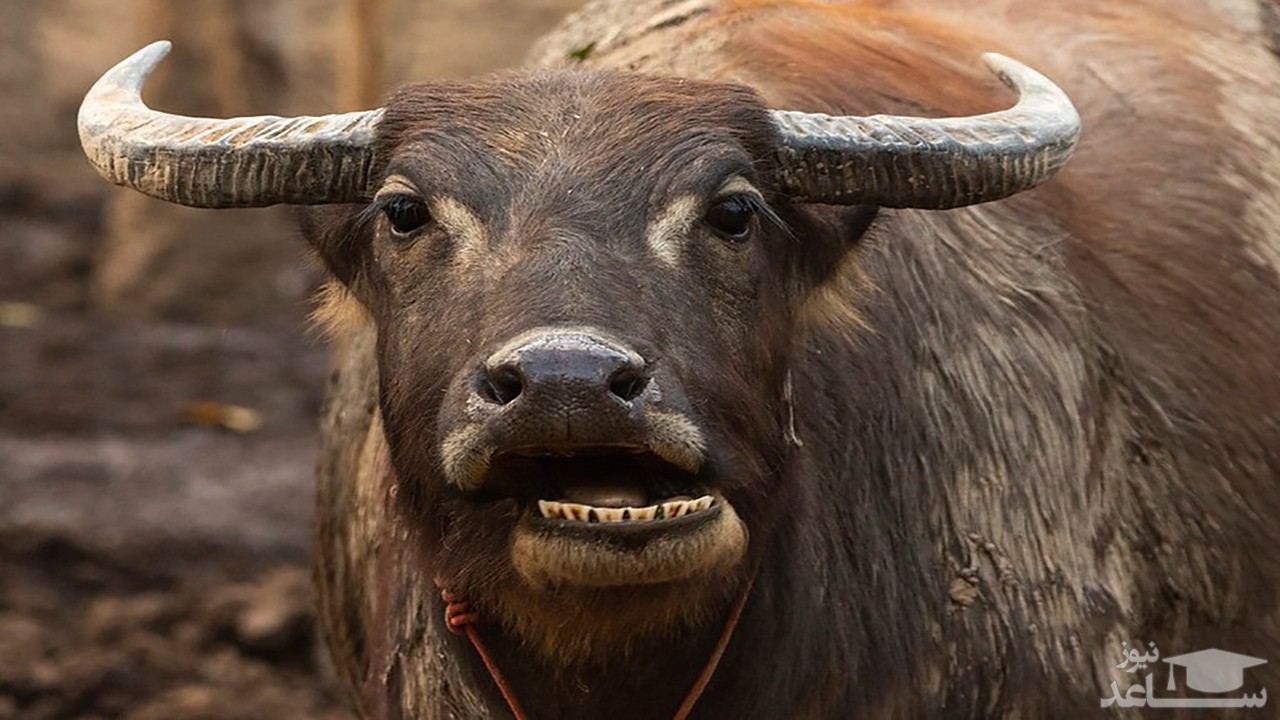 (فیلم) حمله یک گاو وحشی به خانواده ای در هند