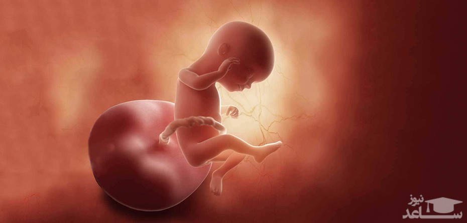 تشخیص مزه ها توسط جنین در شکم مادر