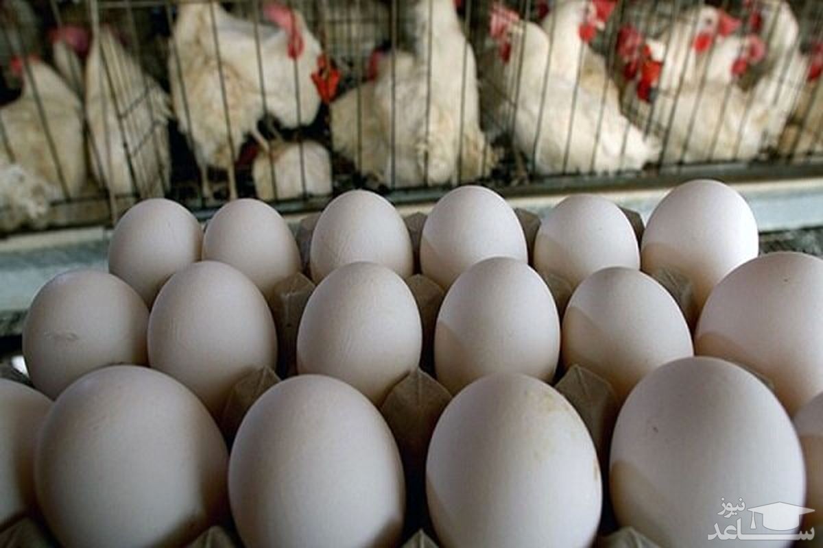 مرغداران:‌ قیمت هر تخم مرغ ۱۲۰۰ تومان است
