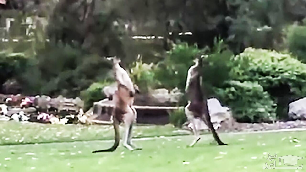 فیلمی خنده‌دار از کتک کاری حرفه‌ای کانگوروها