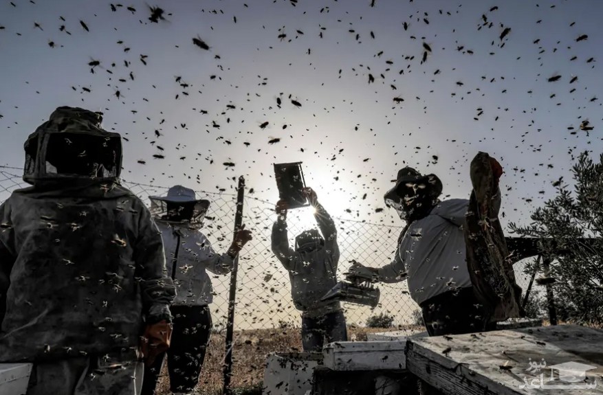 فصل جمع آوری عسل از کندوهای زنبور عسل در منطقه " خان یونس" در جنوب نوار غزه/ خبرگزاری فرانسه