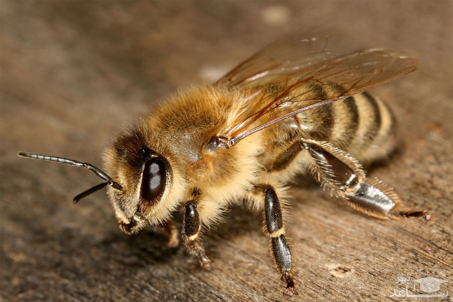 (فیلم) ببین زنبورا کجا کندو عسل ساختن