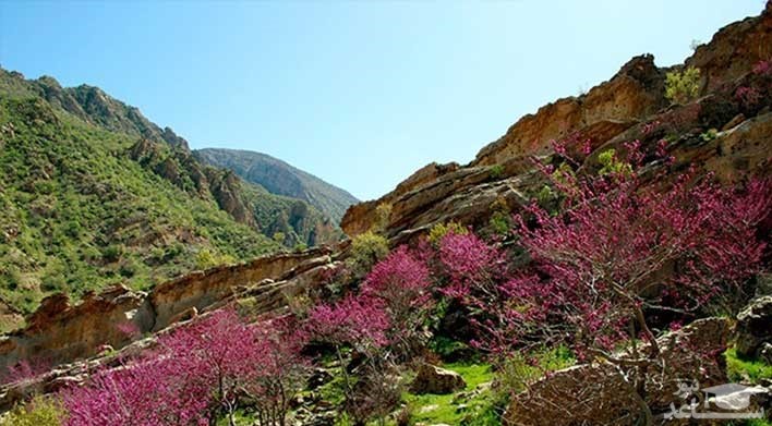  دره ارغوان طرقبه