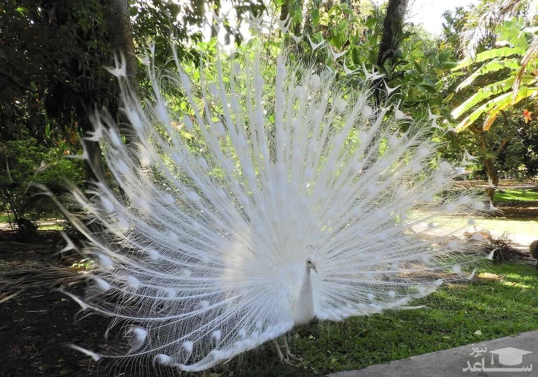 ژست طاووس سفید کمیاب برای عکاس +فیلم