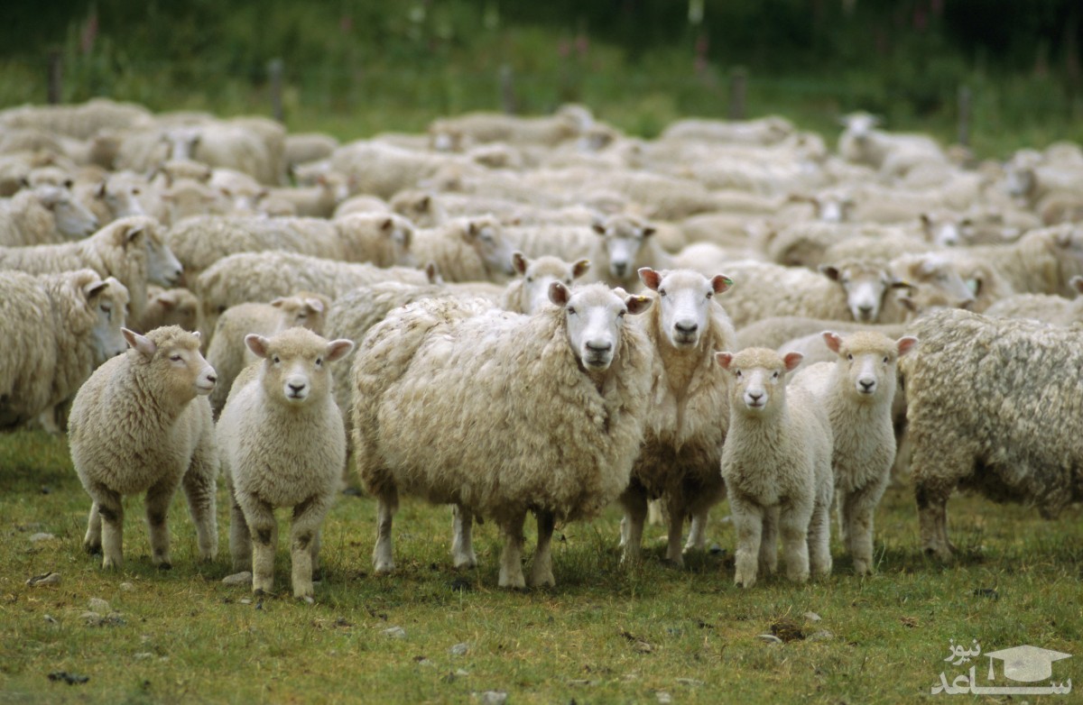 (فیلم) پرورش گوسفند در ورزشگاه علی دایی سرعین