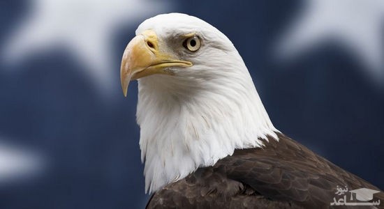 دانلود آهنگ عقاب سلطان آسمان از افکت صوتی انسان و موجودات زنده