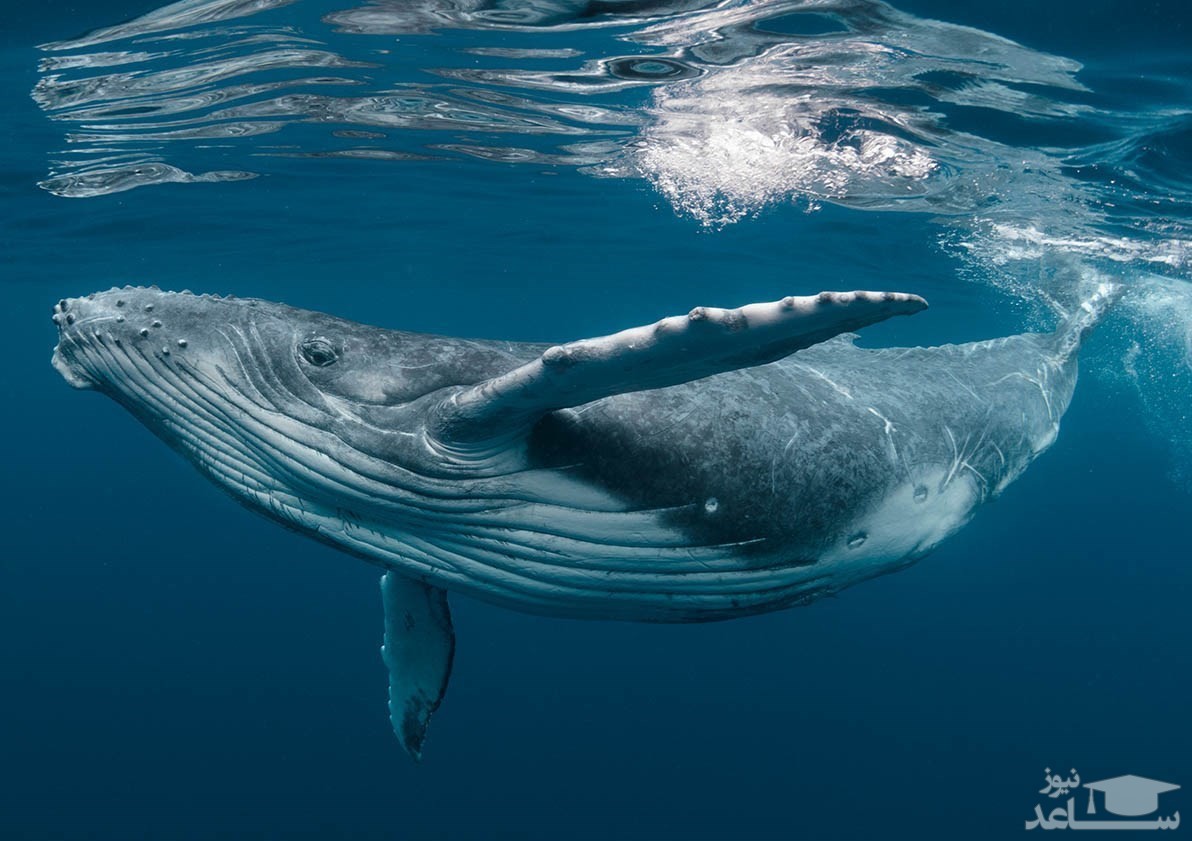 (فیلم) استقبال جالب نهنگ غول‌پیکر از گردشگران
