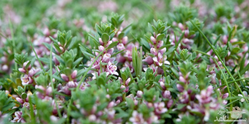 با فواید و مضرات شاتره بیشتر اشنا شوید