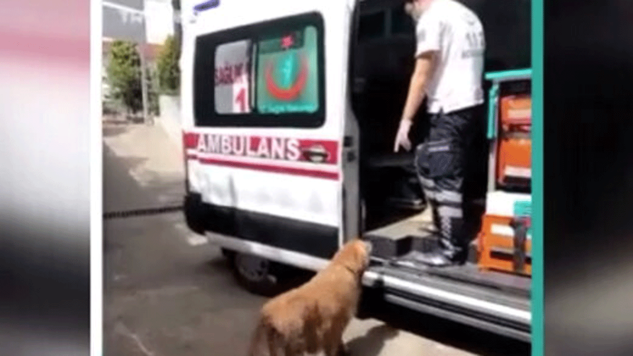 (فیلم) تعقیب آمبولانس توسط یک سگ وفادار 
