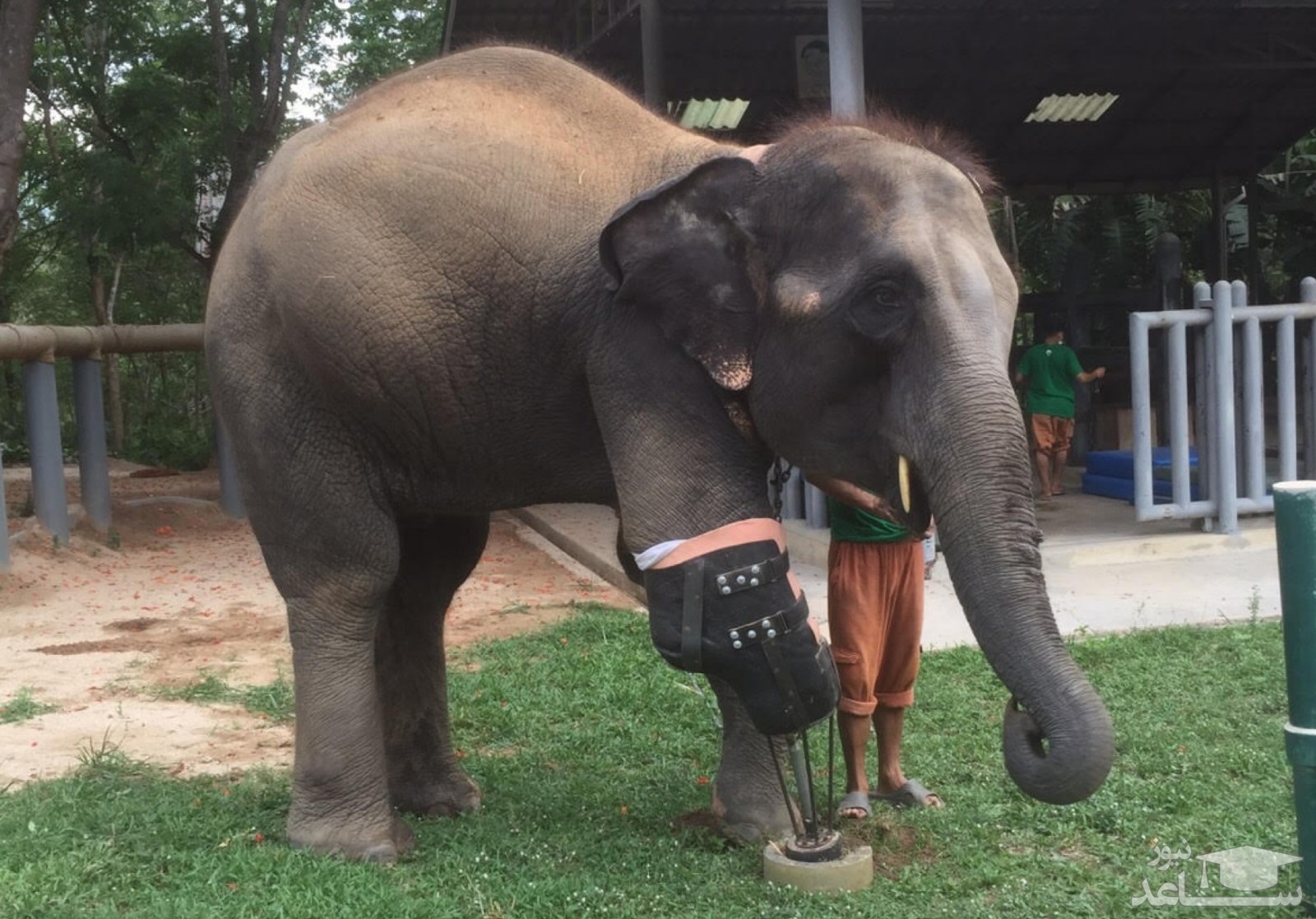 (فیلم) راه رفتن دوباره فیل با پای مصنوعی