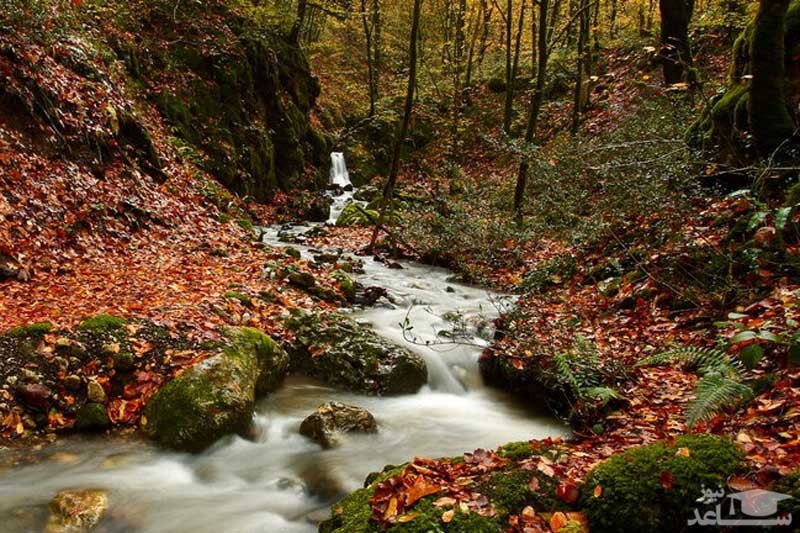 جنگل راش سنگده