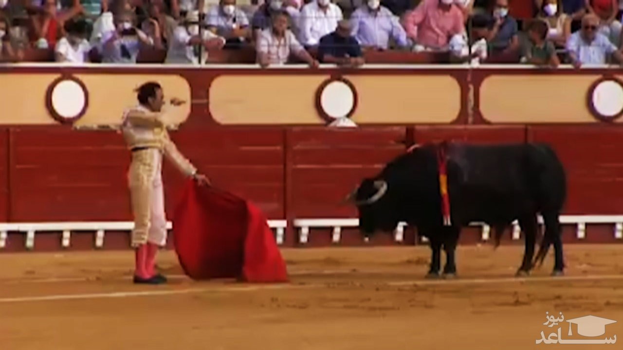 (فیلم) زجرکش کردن یک گاو در مراسم گاوبازی