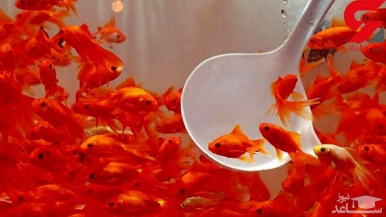 چرا نباید ماهی قرمز بخریم؟