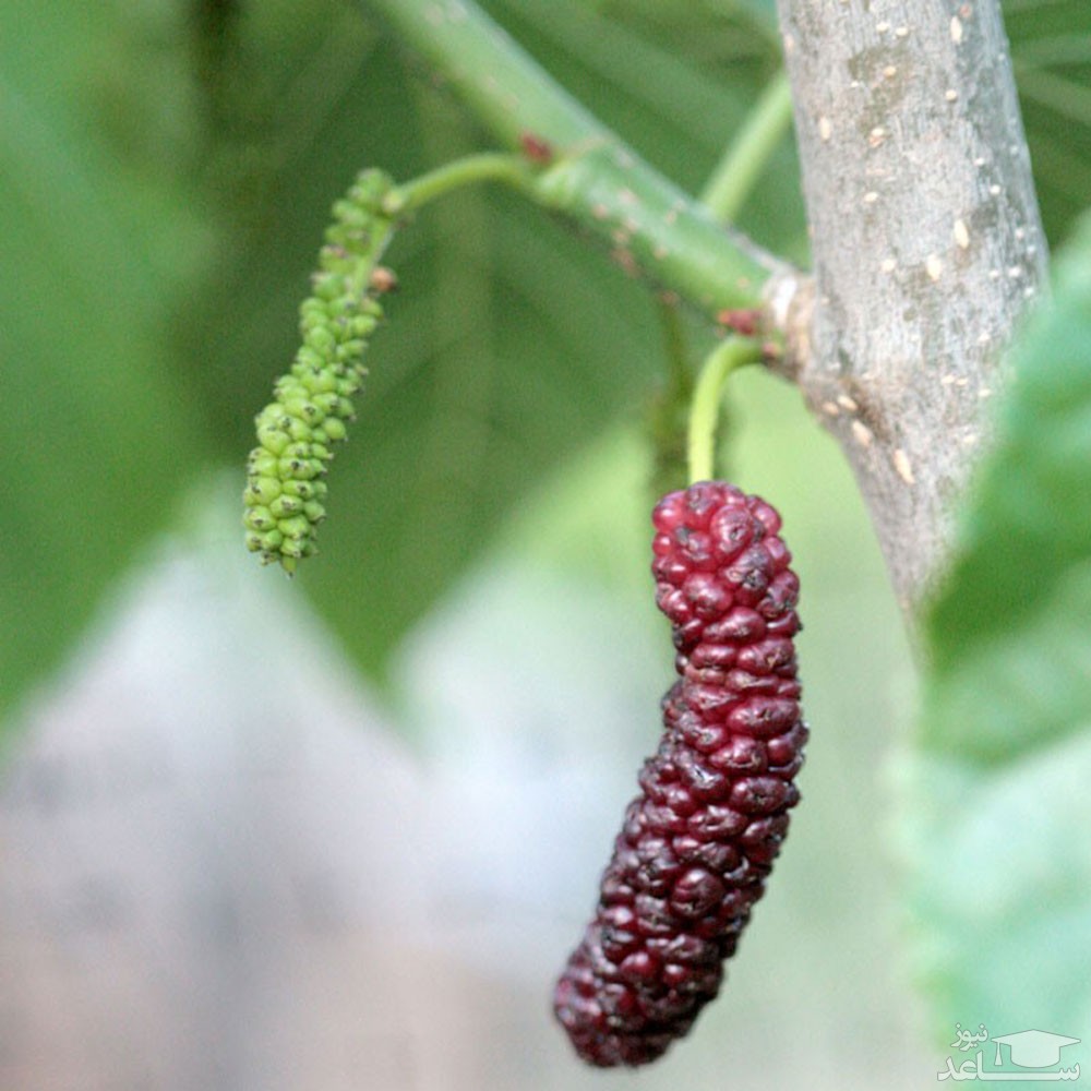 پوستر توت موزی