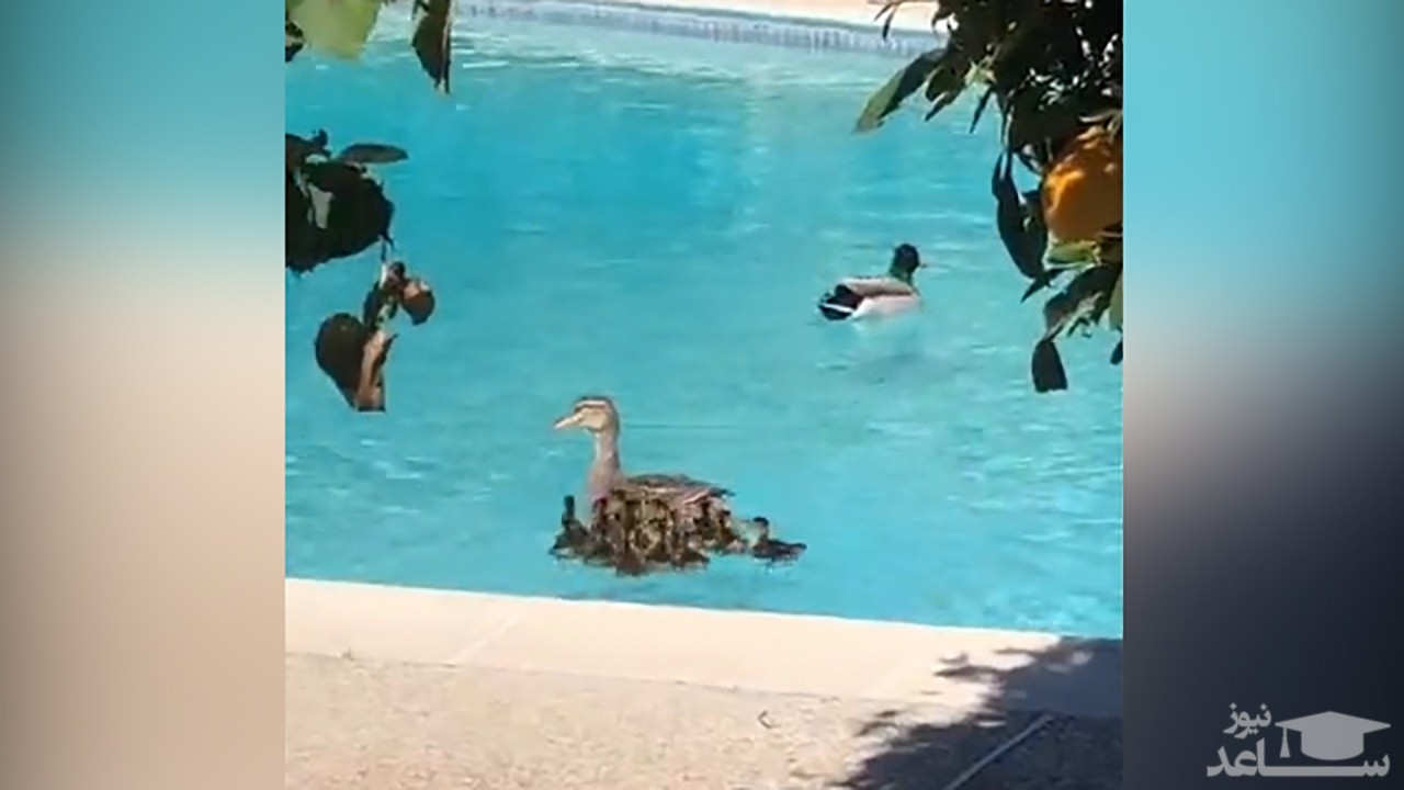 (فیلم) نجات جوجه اردک‌ها از داخل چاه توسط یک مرد خوش قلب