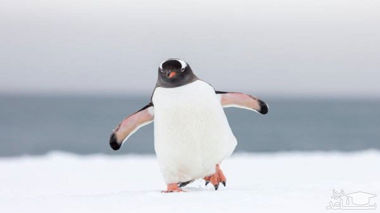 (فیلم) پیاده روی دسته جمعی پنگوئن‌ ها در قطب