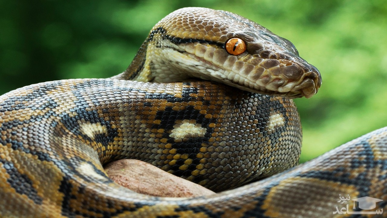 (فیلم) جشن کریسمس به سبک مار گرسنه